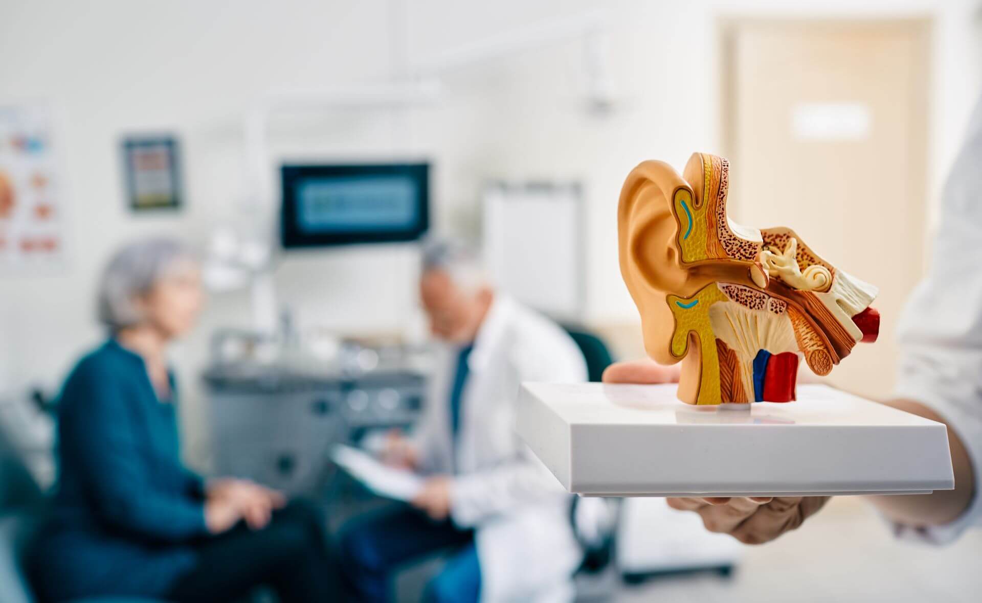 Anatomical model of Human ear held by audiologist in front of another audiologist with a patient.